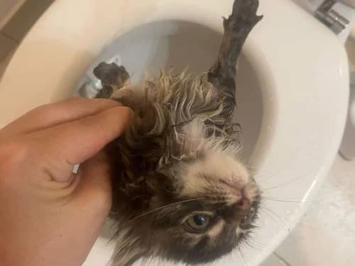 Un chat au quotidien – nos conseil pour que tout se passe bien 😻🙏💖, young Mixed Breed for adoption at École du Chat de Drancy