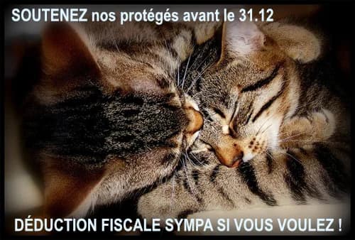 Un don pour un cadeau mais surtout pour nos chatons et jeunes chats à adopter, 5yo Mixed Breed for adoption at École du Chat de Drancy