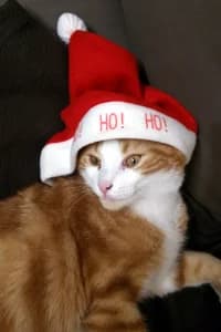Une bonne action pour Noël ! Un don et un cadeau, 7yo Mixed Breed for adoption at École du Chat de Drancy