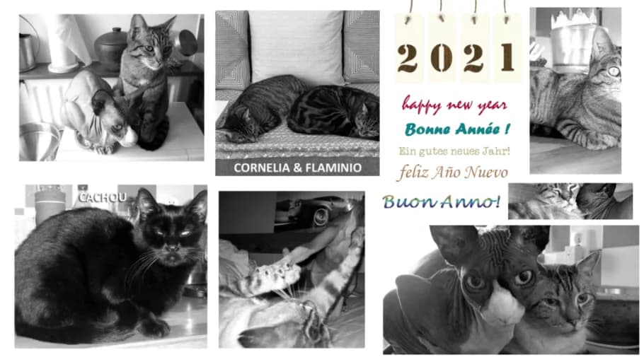 Voeux 2021 – Bilan de l’année 2020 pour l’association, 5yo Mixed Breed for adoption at École du Chat de Drancy