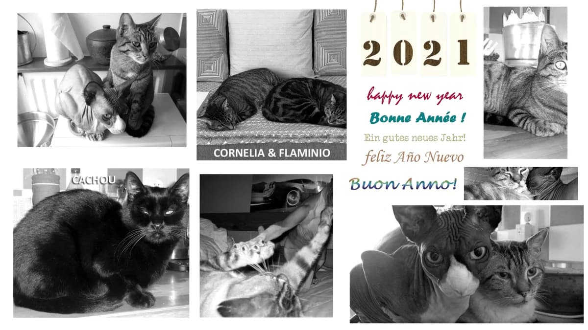 Voeux 2021 – Bilan de l’année 2020 pour l’association, 5yo Mixed Breed for adoption at École du Chat de Drancy