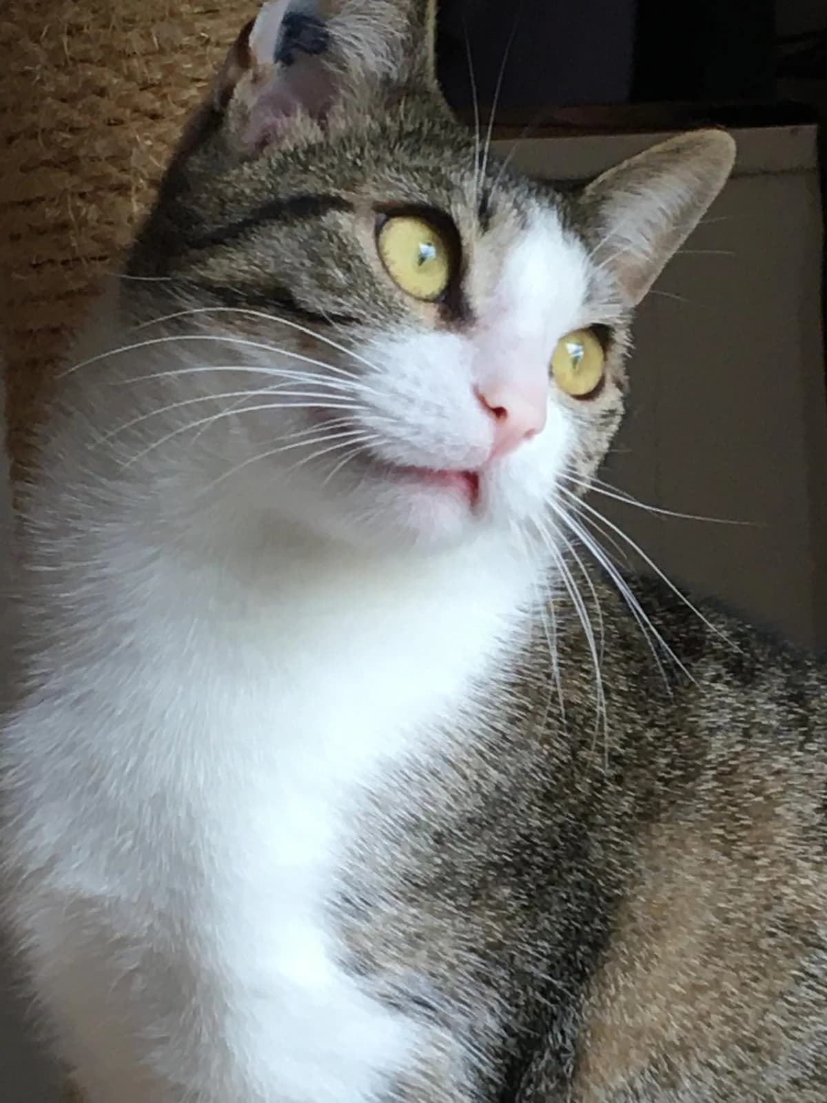 Vanilla, female European Shorthair for adoption at L