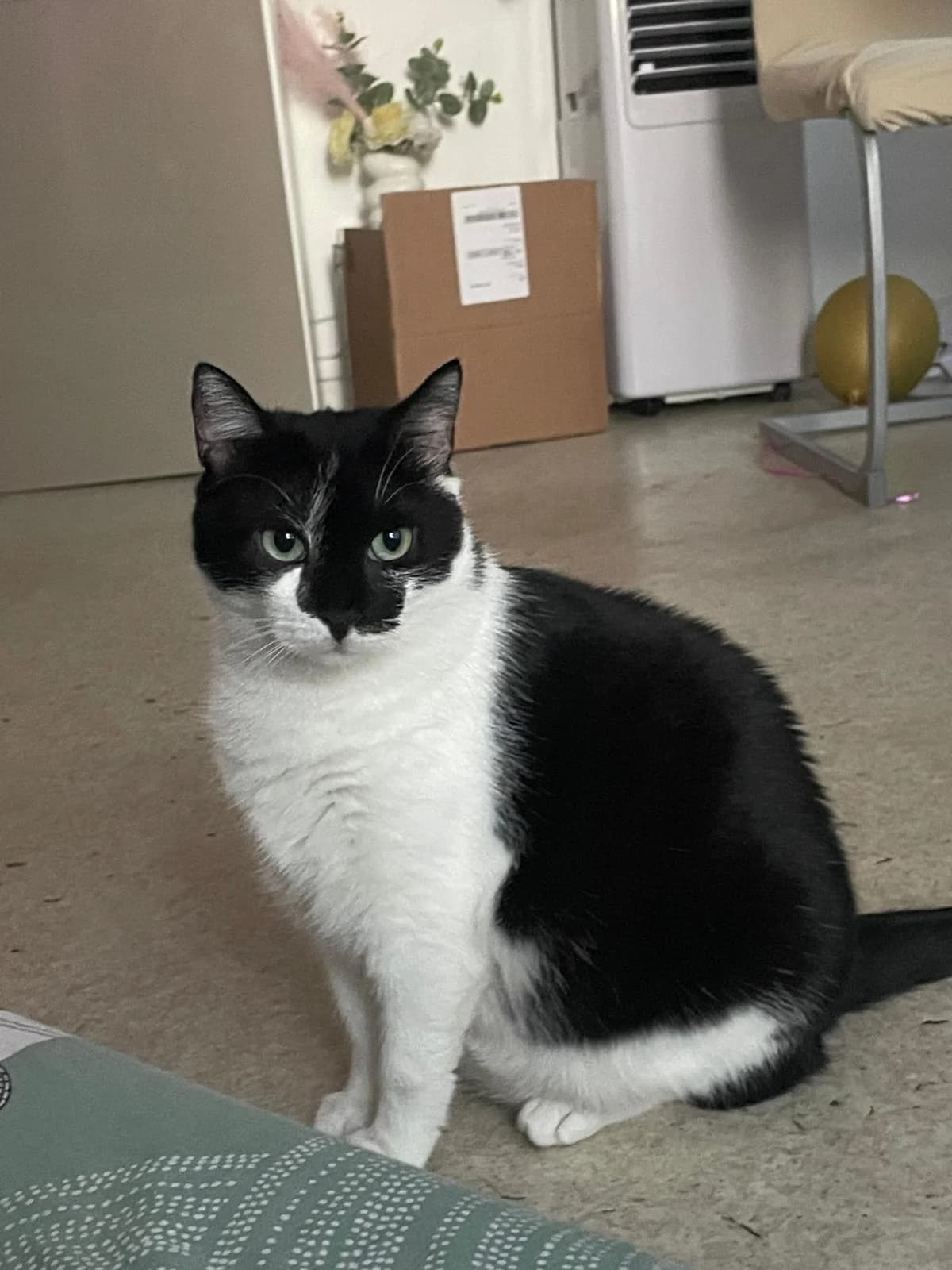 Chrome, female European Shorthair for adoption at L