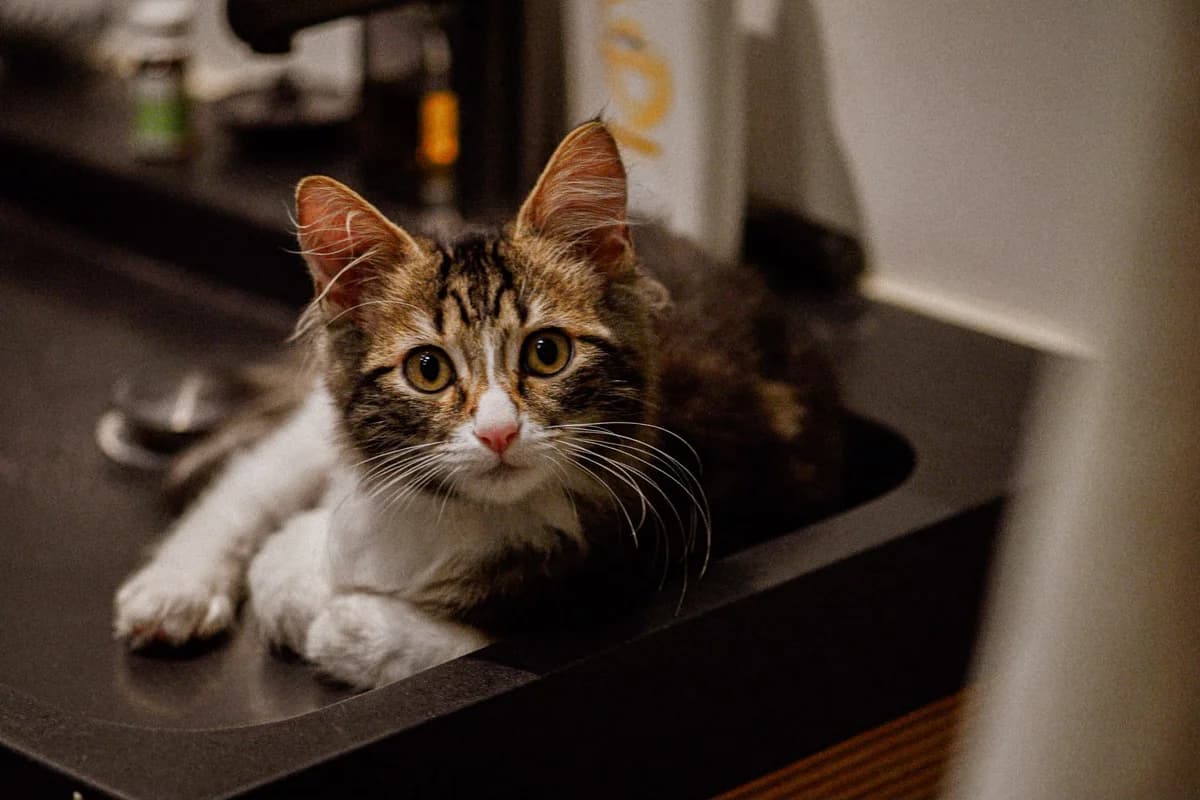 Prince, male puppy European Shorthair for adoption at L
