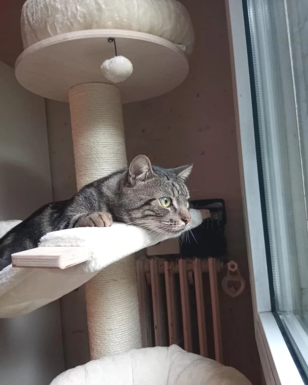 Yohji, male European Shorthair for adoption at L
