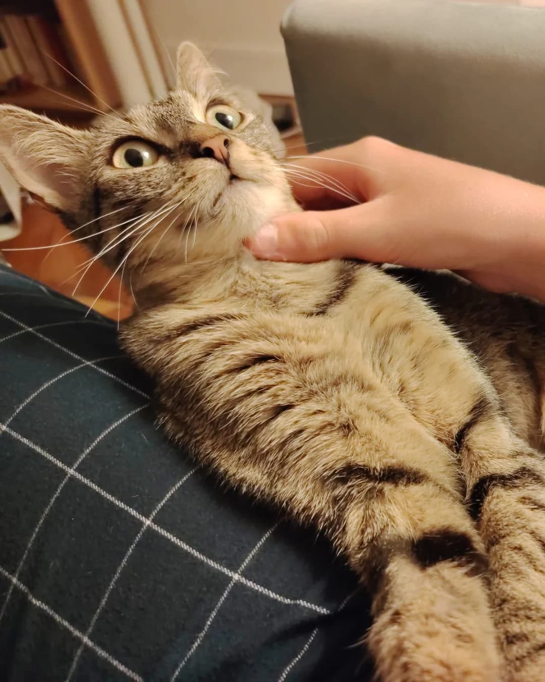 Mary, female European Shorthair for adoption at L