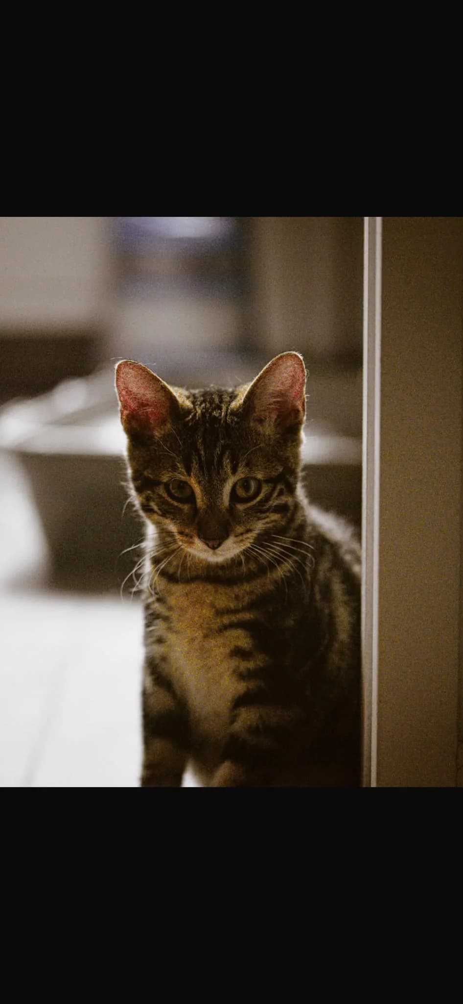 Marley, male puppy European Shorthair for adoption at L