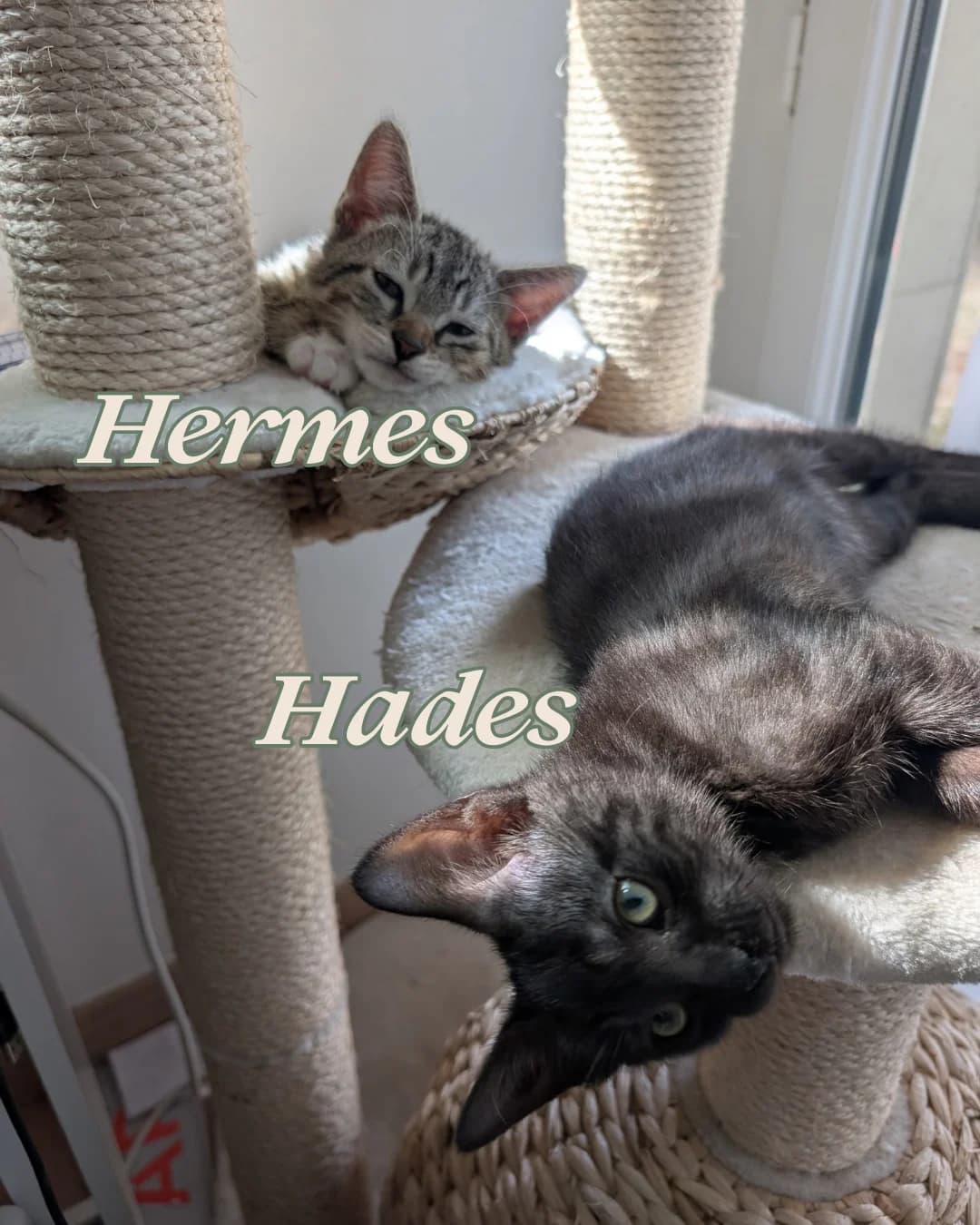 Hades & Hermès, male puppy European Shorthair for adoption at L
