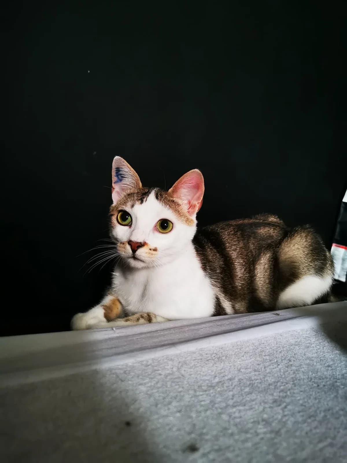 Krispy, male European Shorthair for adoption at L