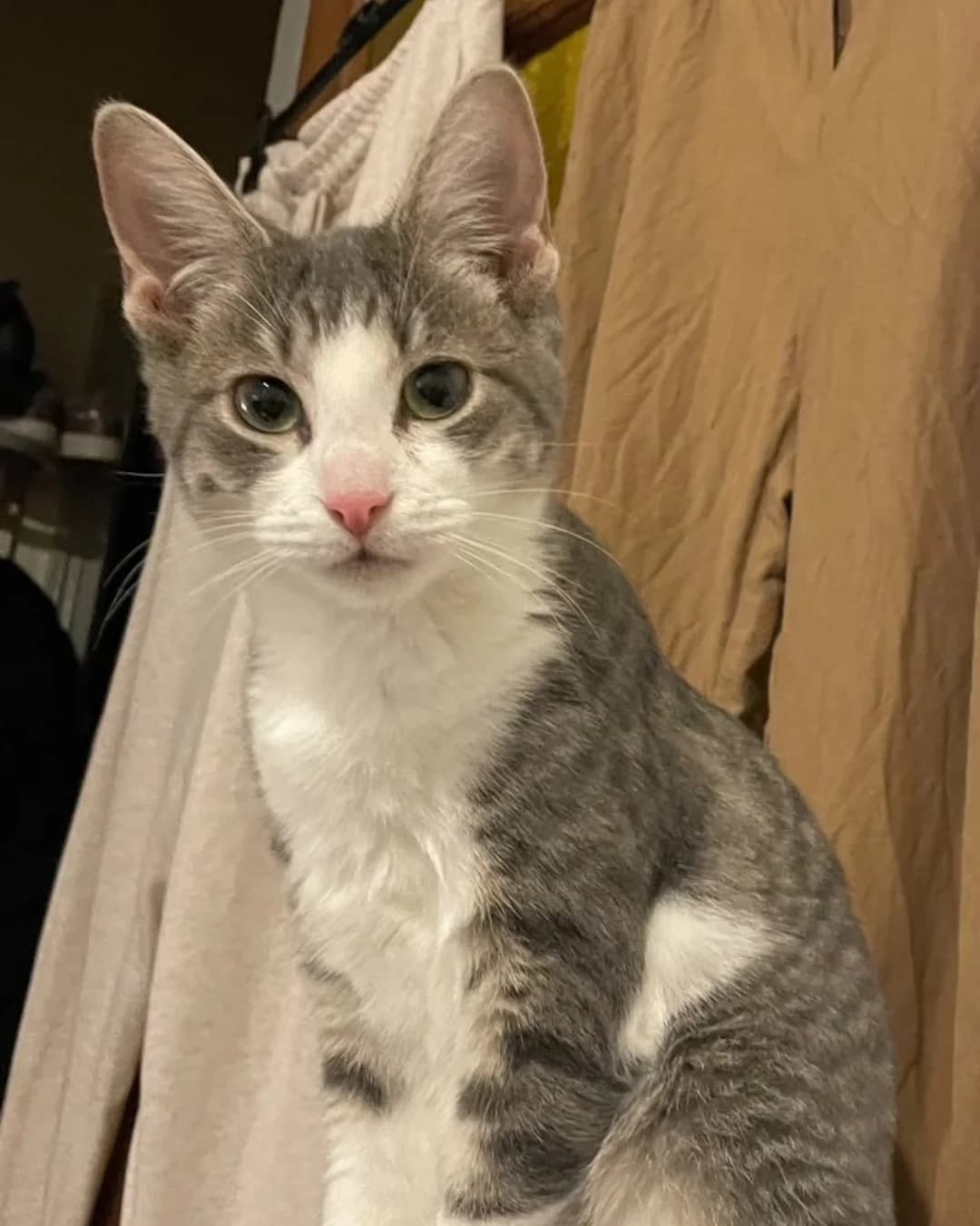 Azuka, female European Shorthair for adoption at L