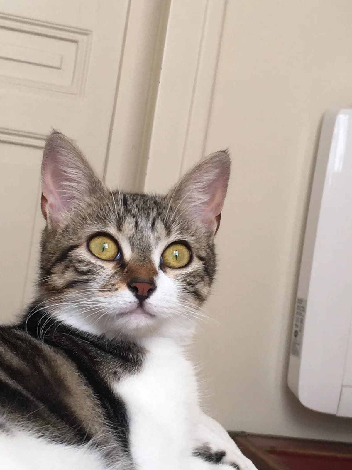 Vicky, female puppy European Shorthair for adoption at L