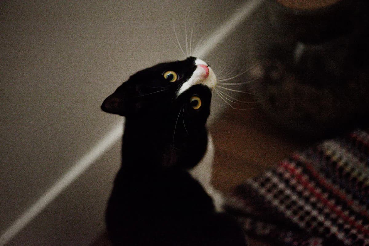 Bowie, male European Shorthair for adoption at L