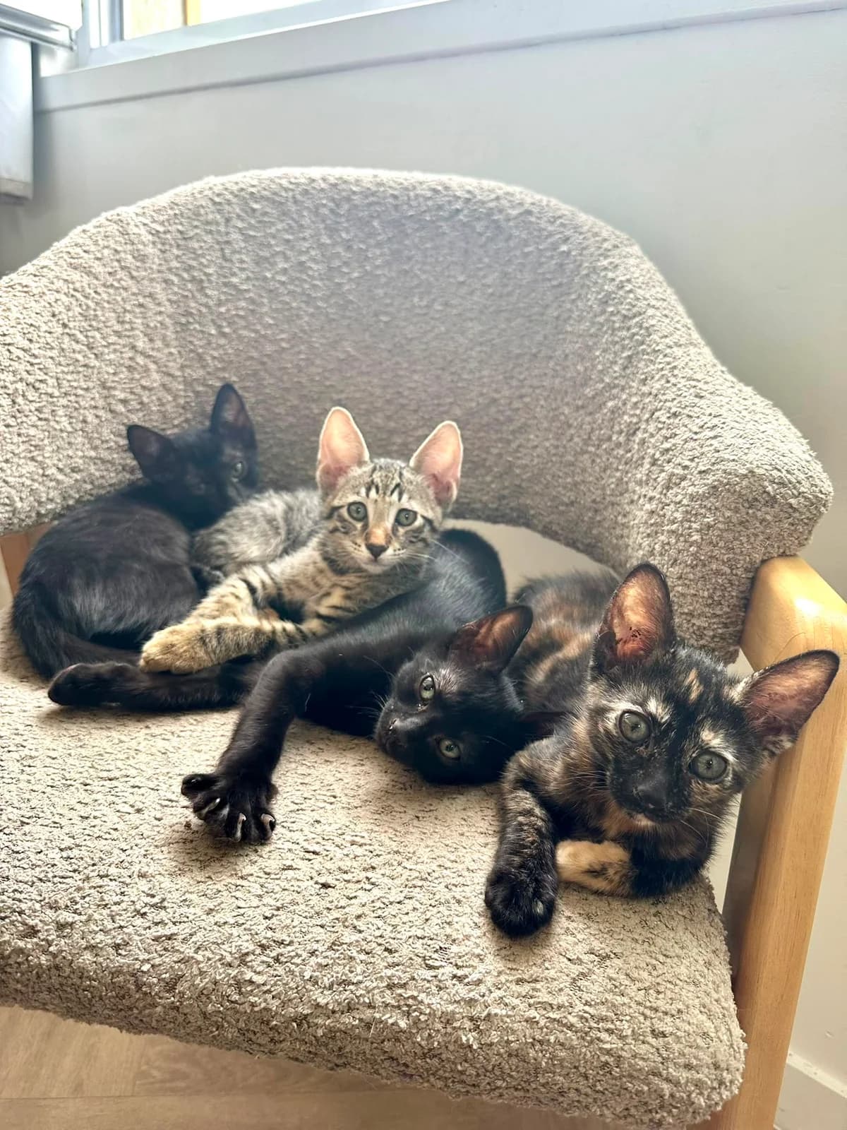 Ziggy, Zorro, Zoé, Zazie, Zizou, European Shorthair for adoption at L