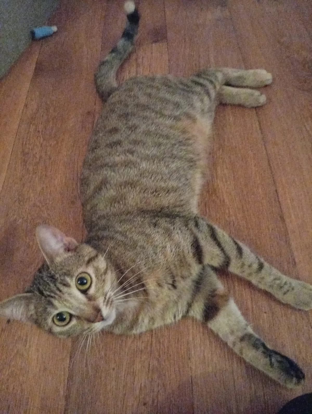 Sissi, female European Shorthair for adoption at L