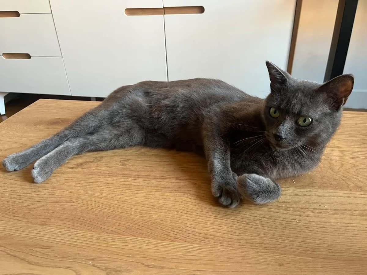 Anaïs, female European Shorthair for adoption at L