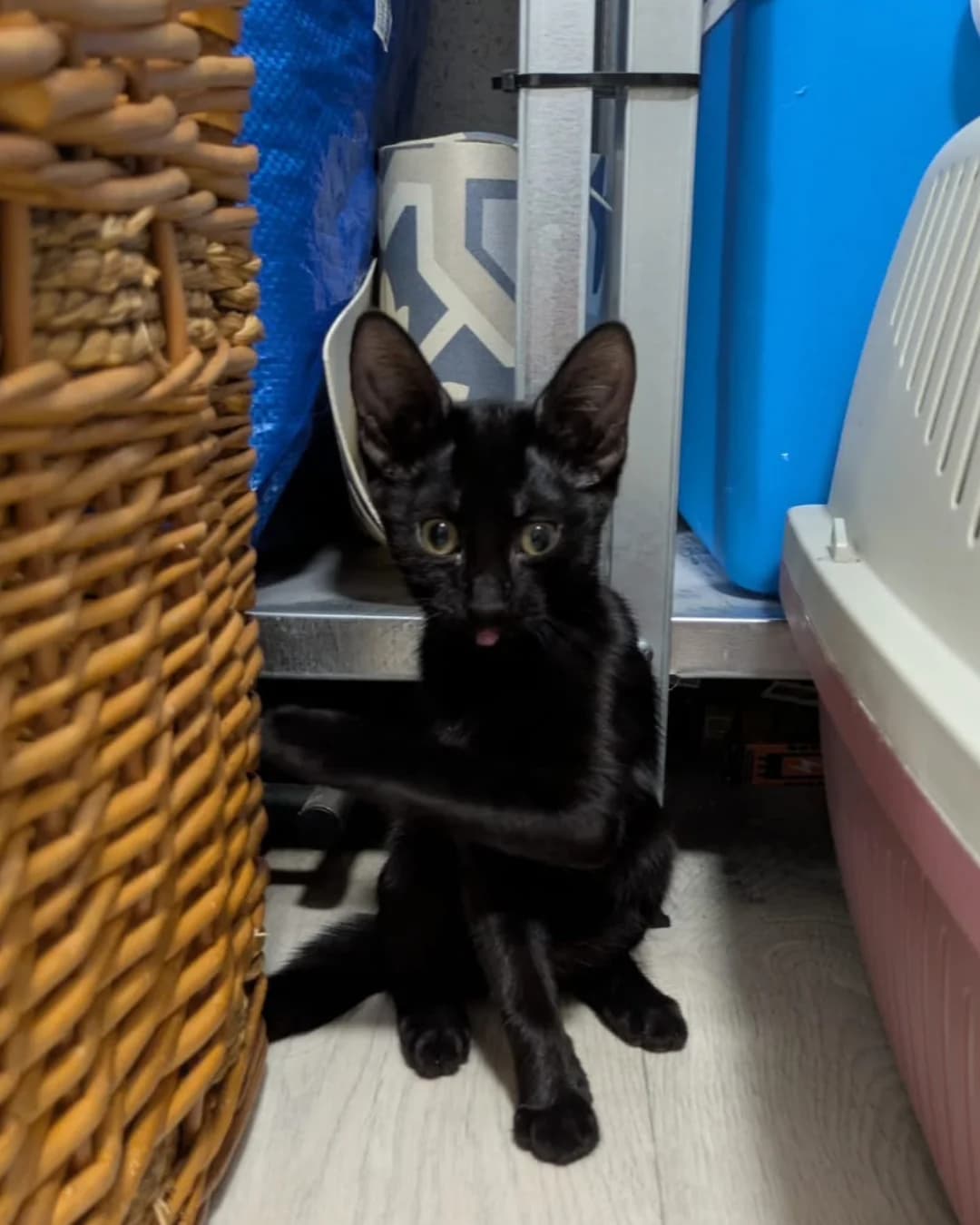 Riviera, female European Shorthair for adoption at L