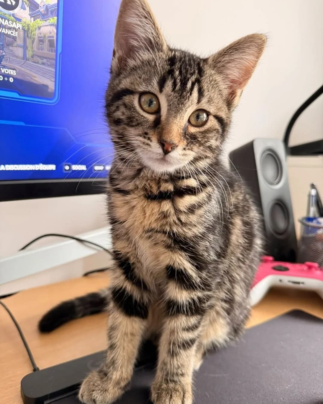 Melba, female European Shorthair for adoption at L