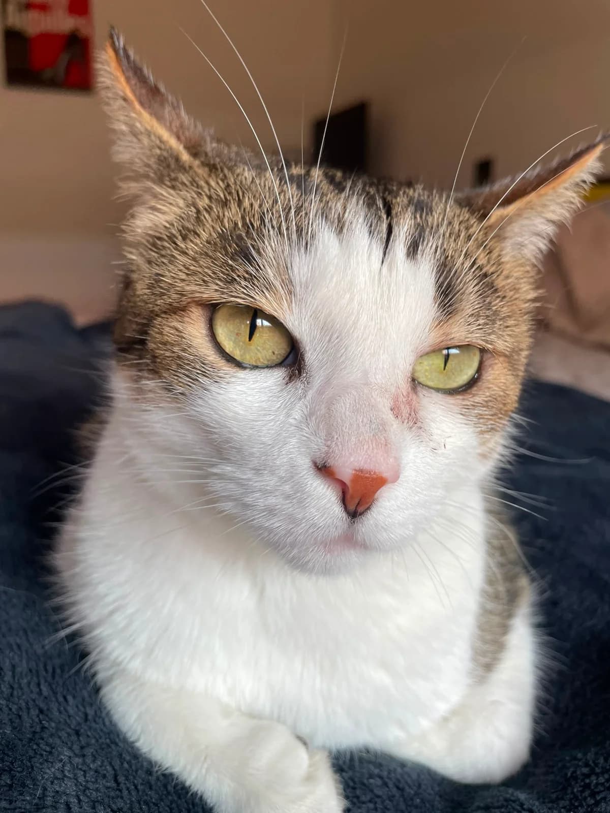 Sirène, female European Shorthair for adoption at L