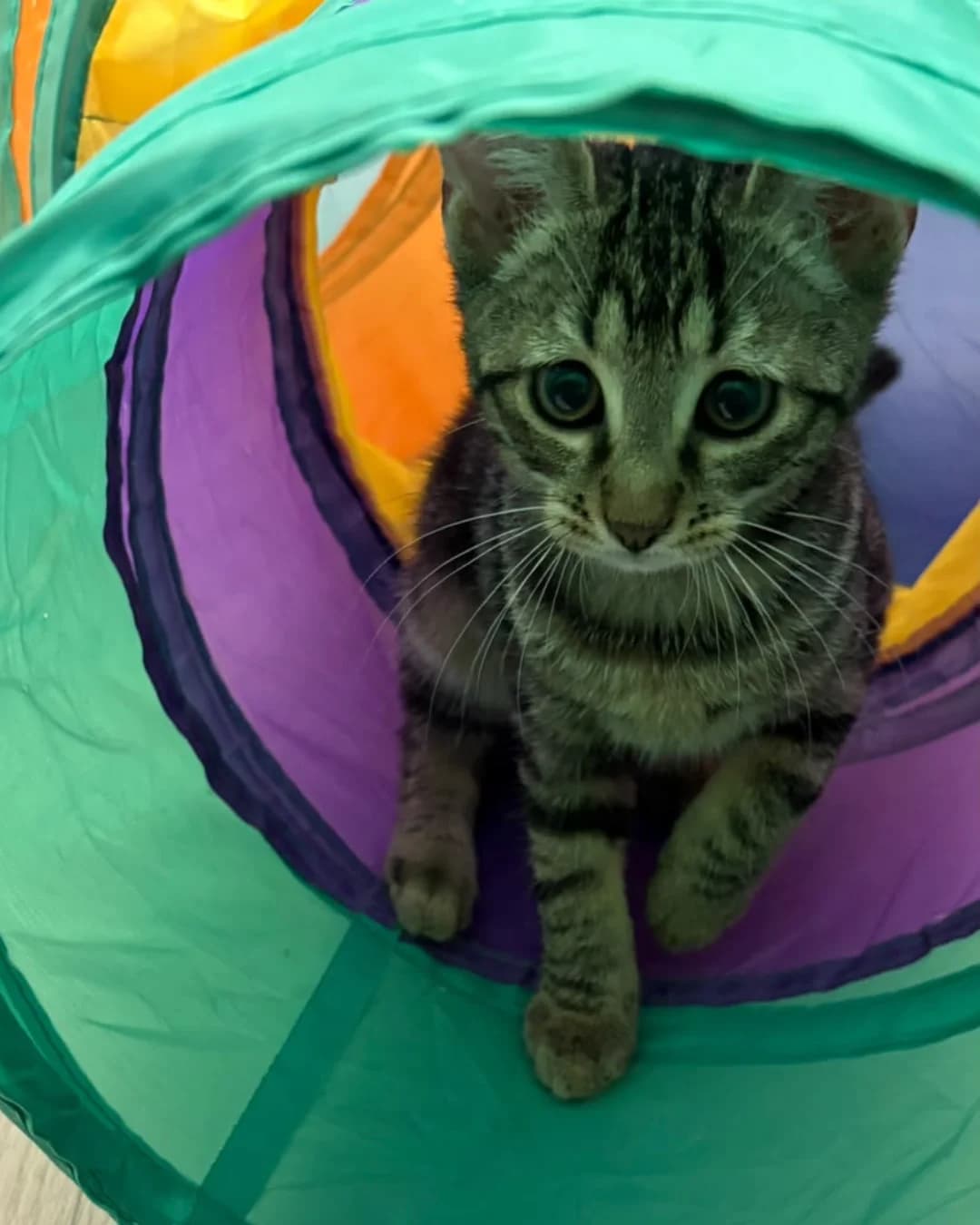 Fungus, male European Shorthair for adoption at L