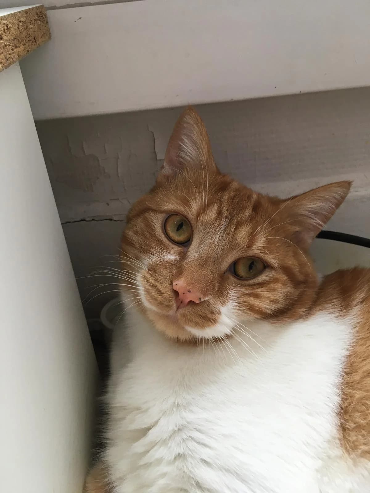 Cajou, male European Shorthair for adoption at L