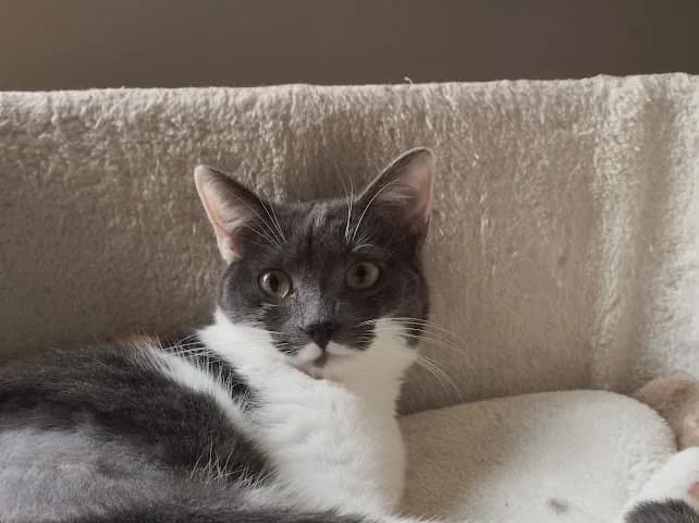 Frida, female European Shorthair for adoption at L