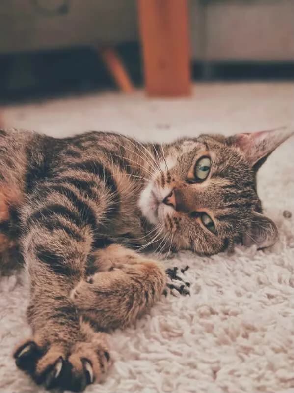 Pélagie, female European Shorthair for adoption at L