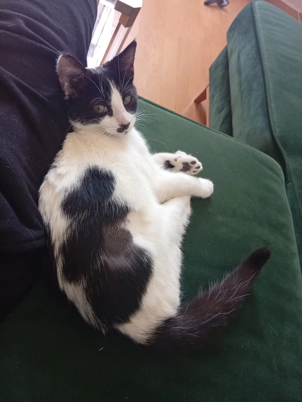 Ottawa, female European Shorthair for adoption at L