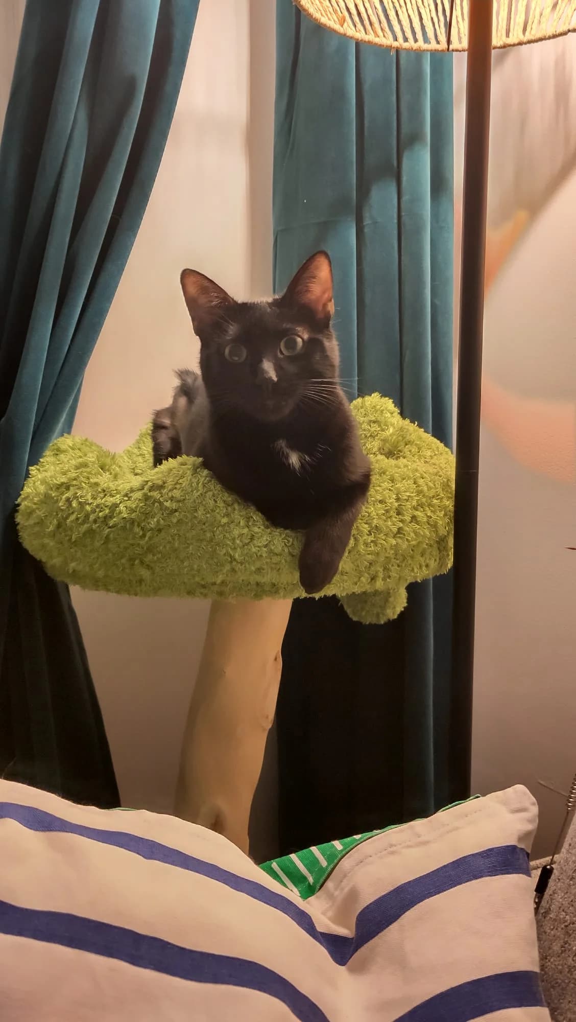 Kahla, female European Shorthair for adoption at L