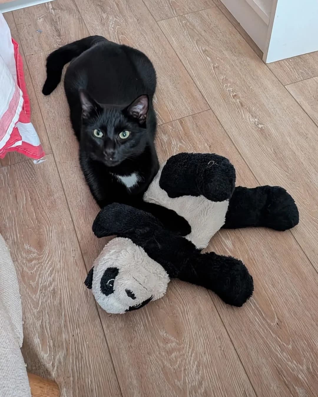 Emil, male European Shorthair for adoption at L