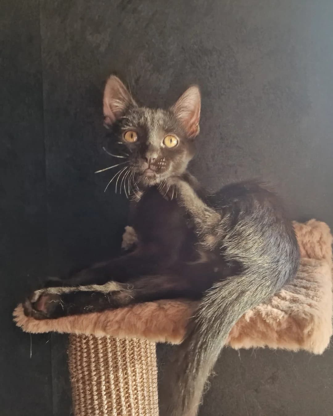 Crust, male European Shorthair for adoption at L