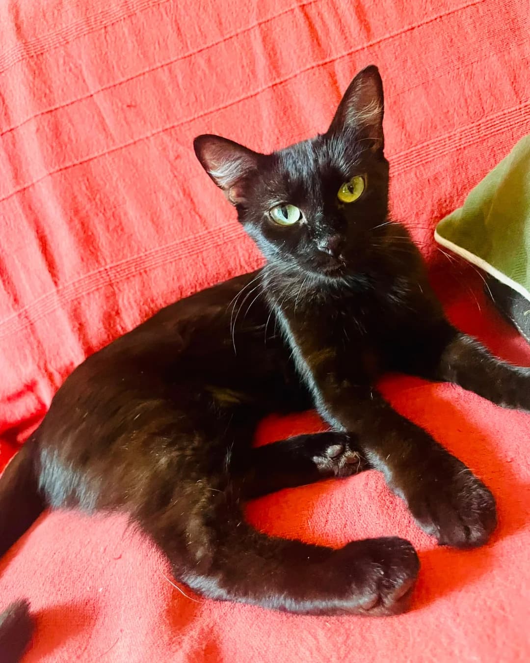 Kacy, female European Shorthair for adoption at L