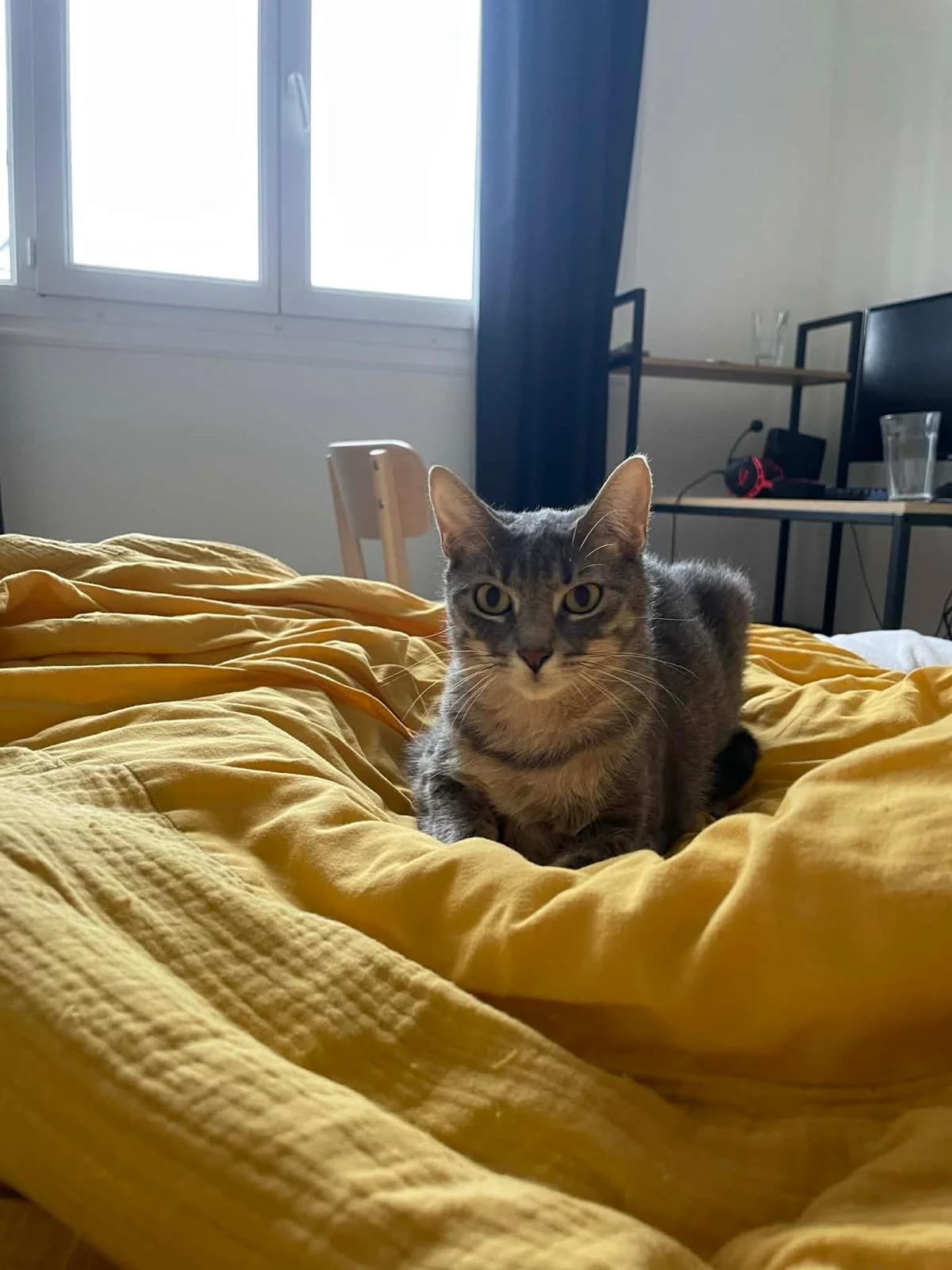 Peluche, female European Shorthair for adoption at L