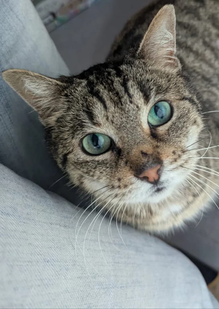 Tika, female European Shorthair for adoption at L