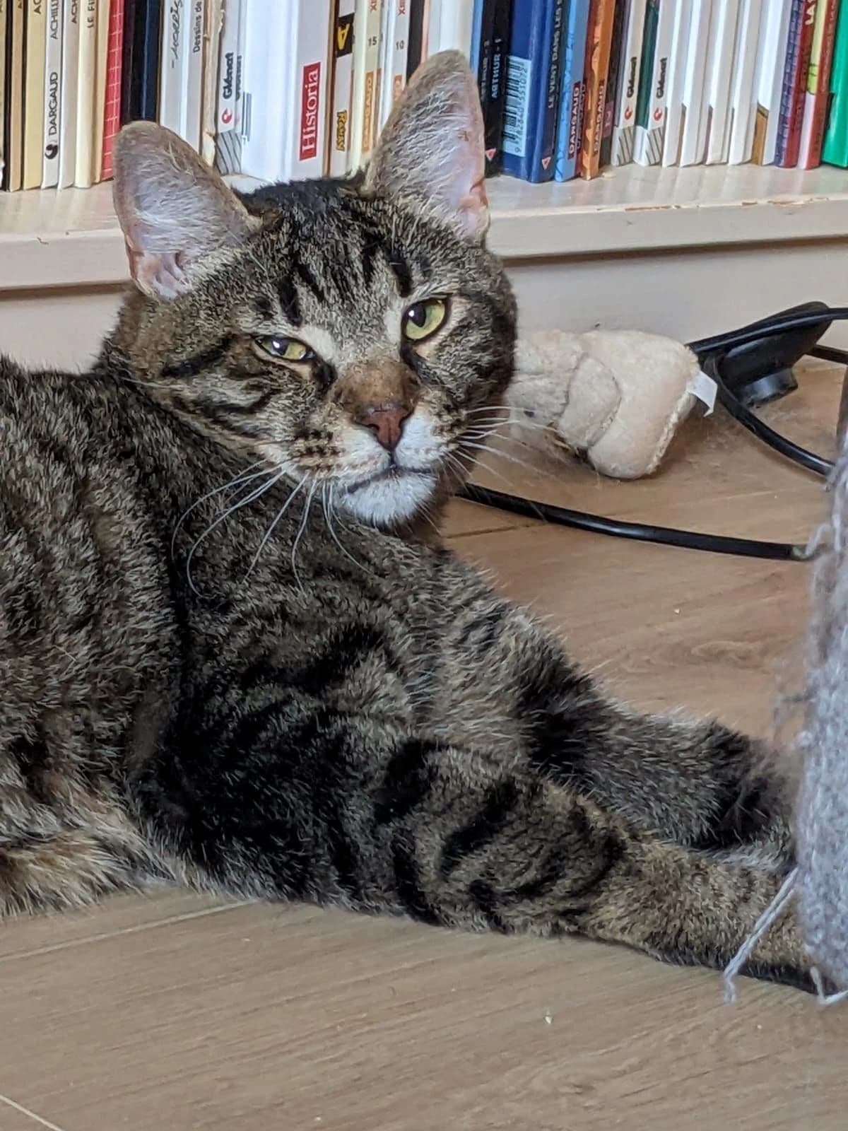 Salti, male 5yo Mixed Breed for adoption at École du Chat de Valence, ecole du chat de valence