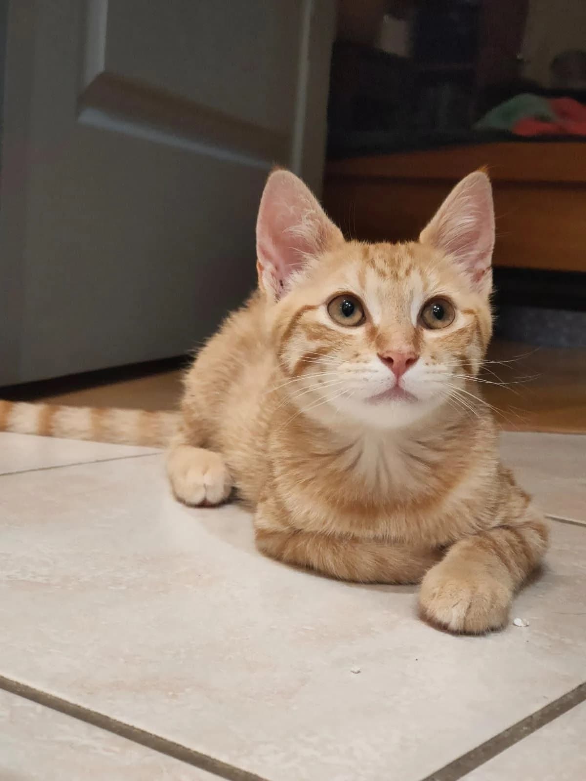 Kiara, female Mixed Breed for adoption at École du Chat de Valence, ecole du chat de valence