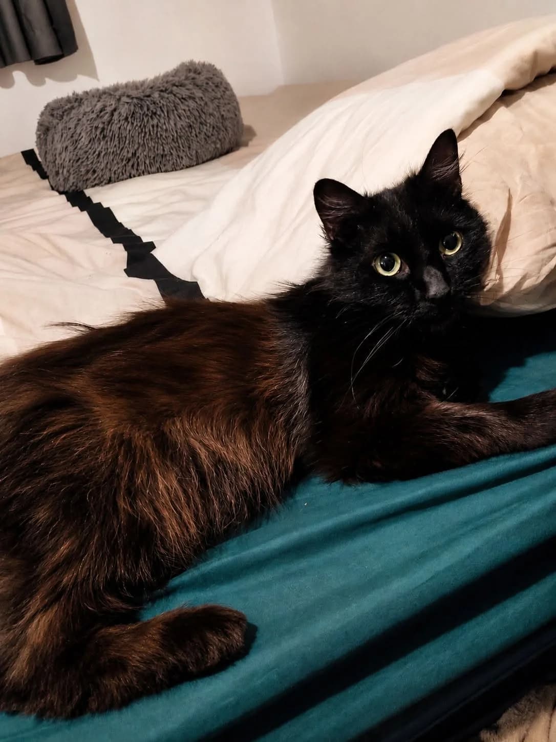 Rika, female 6yo Mixed Breed for adoption at École du Chat de Valence, ecole du chat de valence
