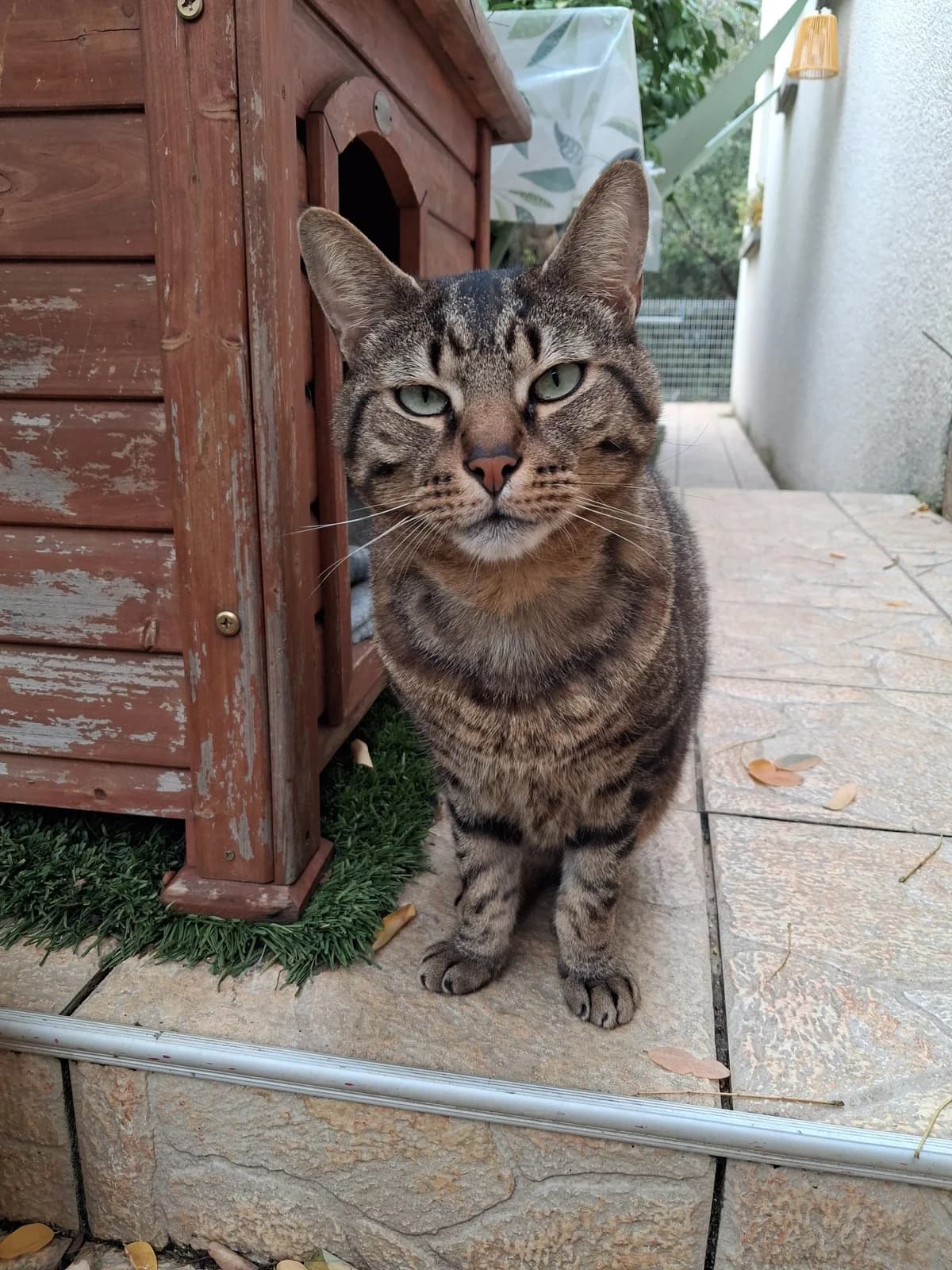 Tigré, male senior Mixed Breed for adoption at École du Chat de Valence, ecole du chat de valence