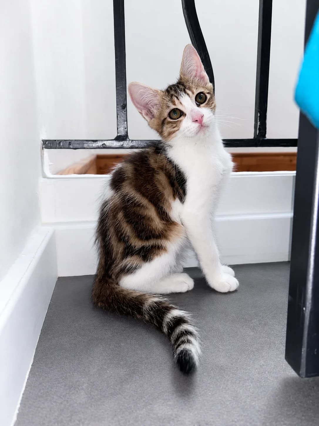 Vénus, female Mixed Breed for adoption at École du Chat de Valence, ecole du chat de valence