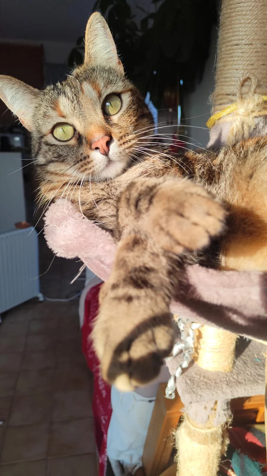 Mina, female 5yo Mixed Breed for adoption at École du Chat de Valence, ecole du chat de valence