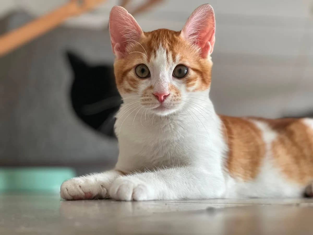 Ron Weasley, male Mixed Breed for adoption at École du Chat de Valence, ecole du chat de valence