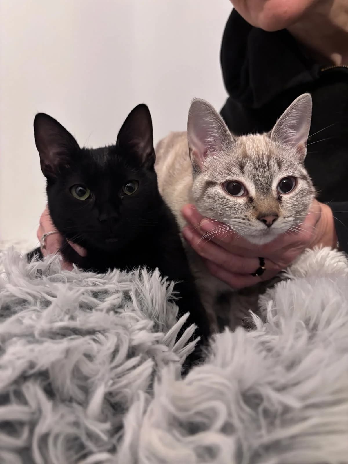 Athéna et Alba, female young Mixed Breed for adoption at École du Chat de Valence, ecole du chat de valence