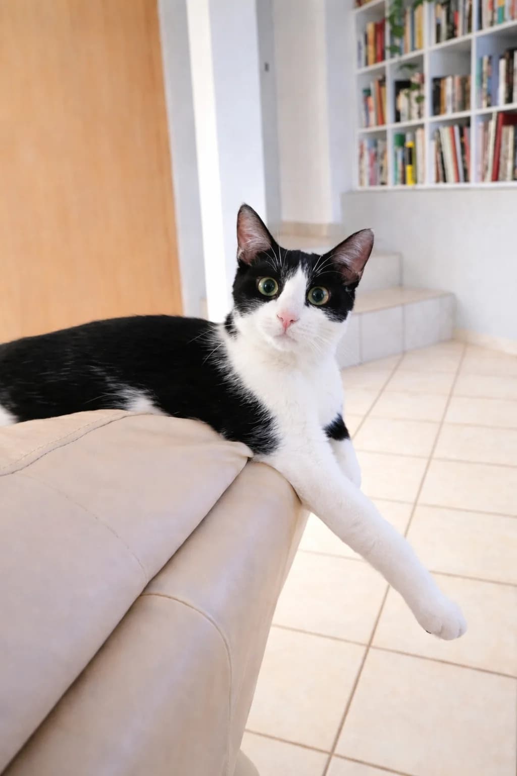 Spookie, female young Mixed Breed for adoption at École du Chat de Valence, ecole du chat de valence