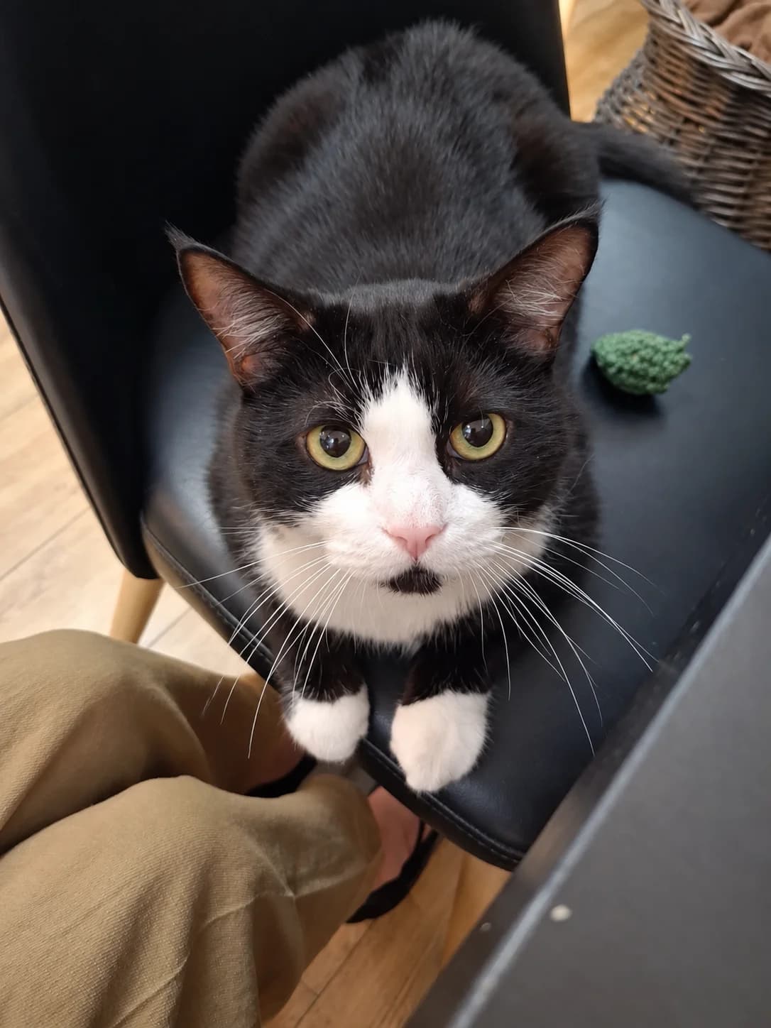 Panpan, male senior Mixed Breed for adoption at École du Chat de Valence, ecole du chat de valence