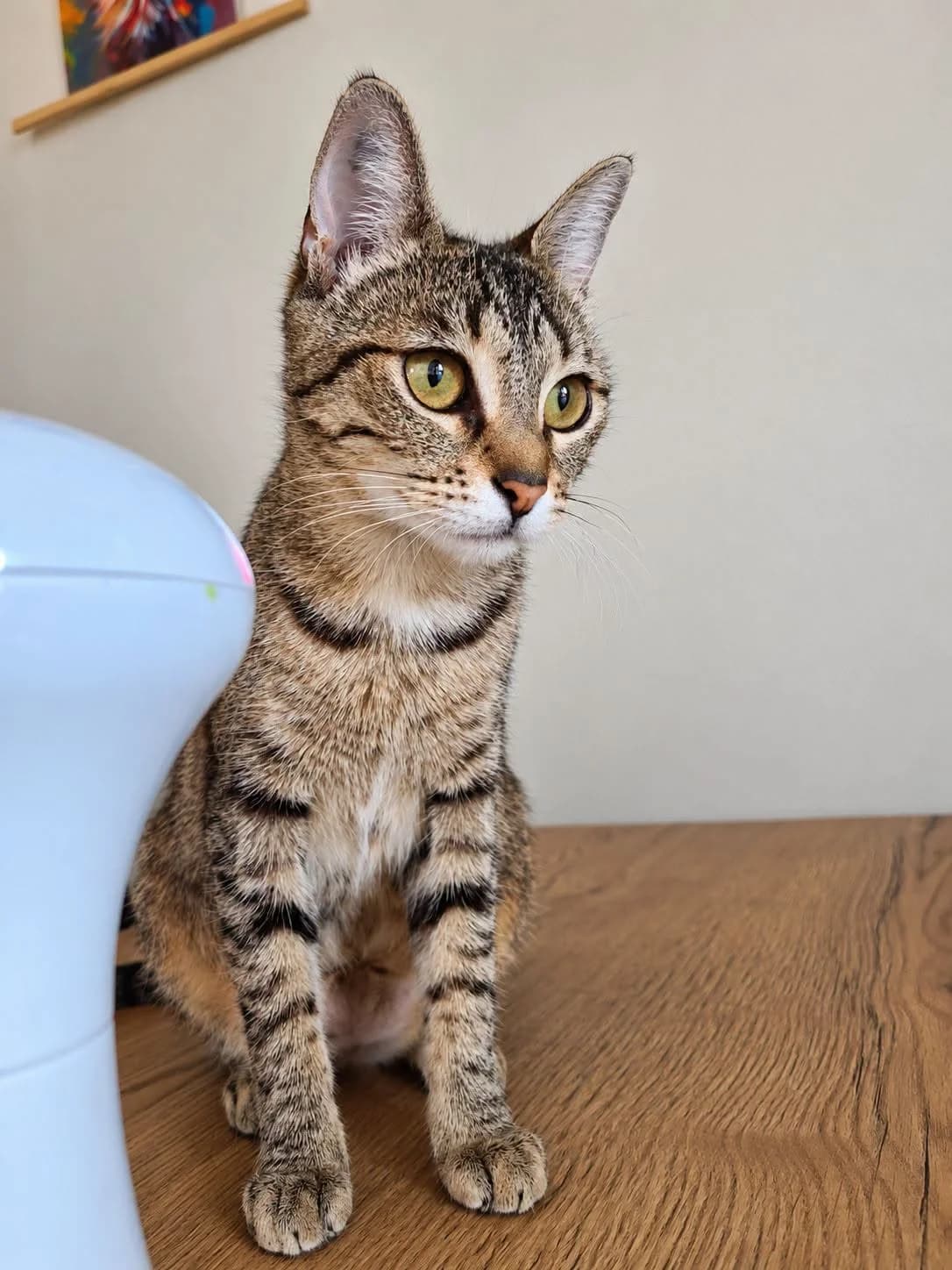 Grissy, female young Mixed Breed for adoption at École du Chat de Valence, ecole du chat de valence