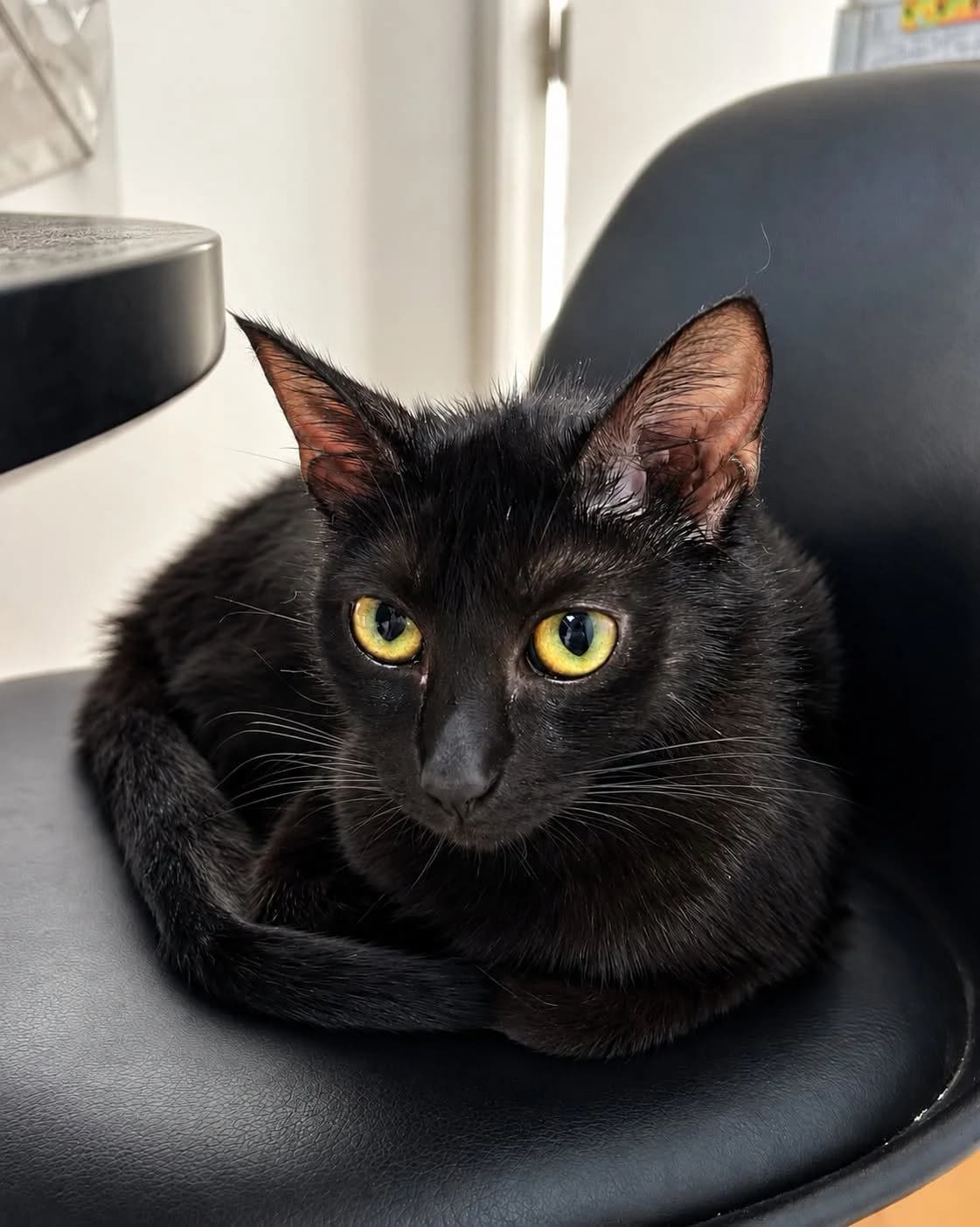 Boulette, female young Mixed Breed for adoption at École du Chat de Valence, ecole du chat de valence