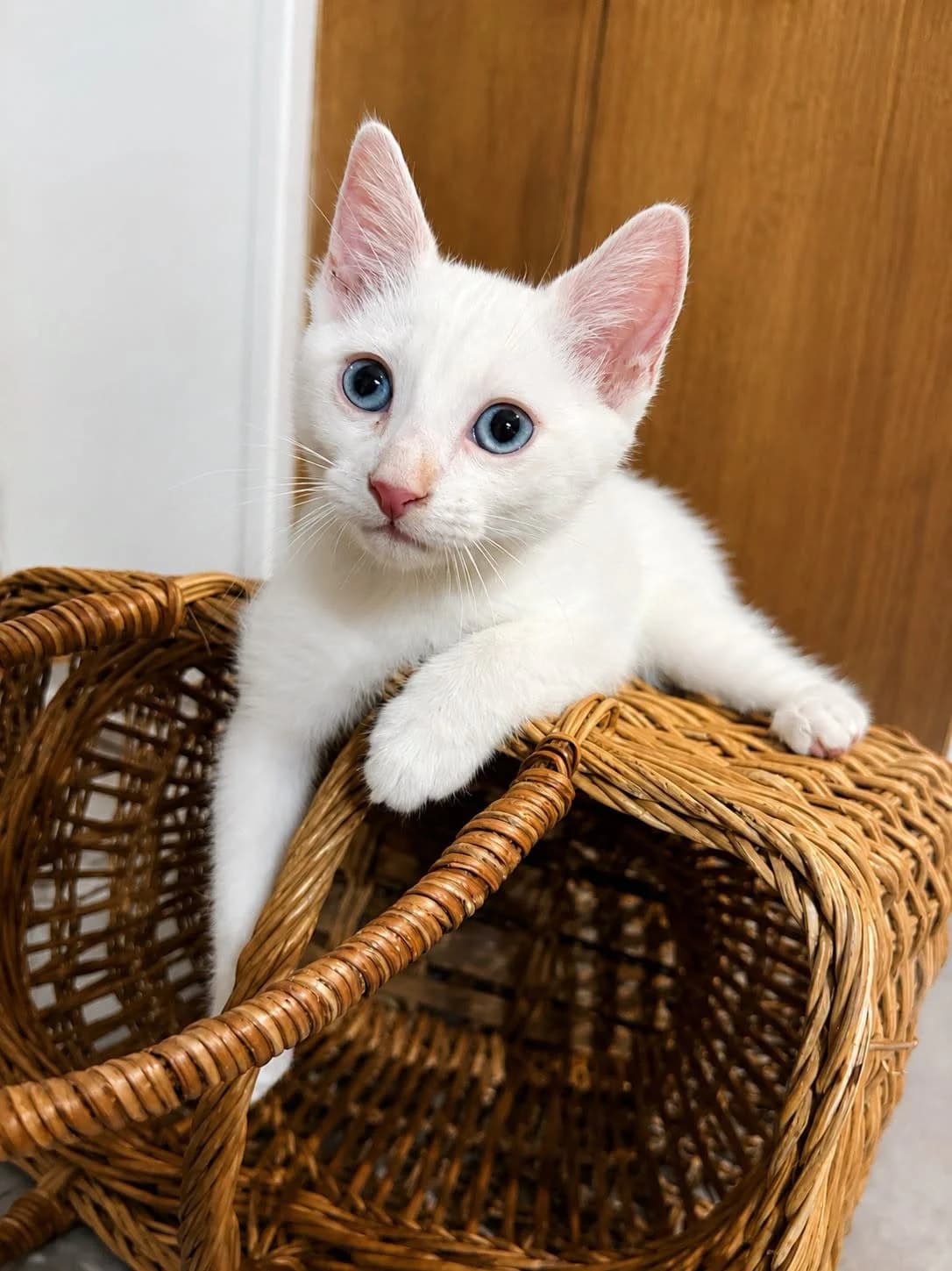 Bali, male Mixed Breed for adoption at École du Chat de Valence, ecole du chat de valence
