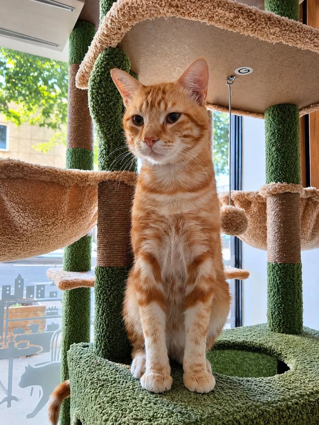 Martin, male 5yo Mixed Breed for adoption at École du Chat de Valence, ecole du chat de valence
