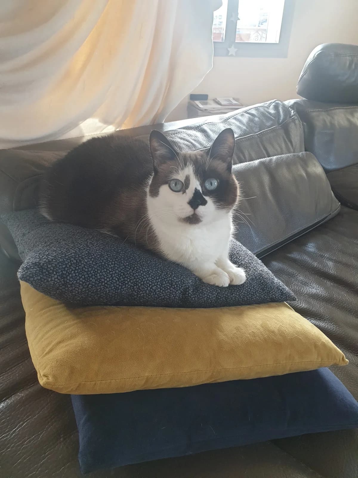 Sumiyo, female 5yo Mixed Breed for adoption at École du Chat de Valence, ecole du chat de valence