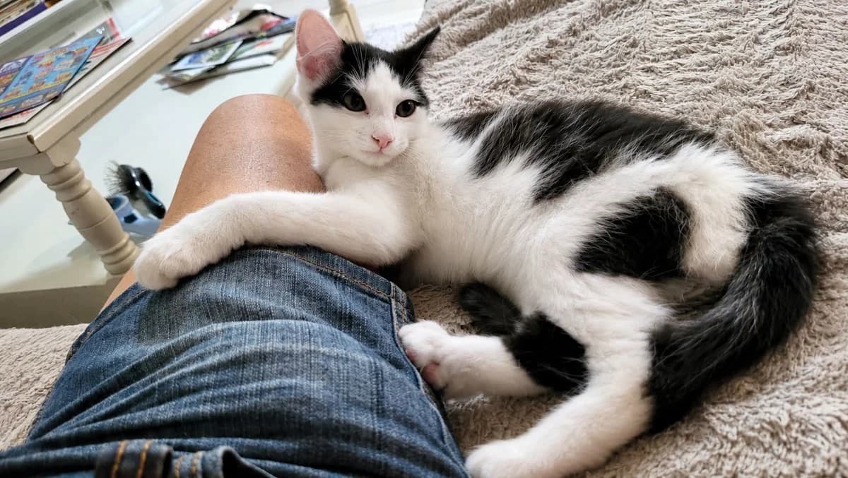 Pelote, female Mixed Breed for adoption at École du Chat de Valence, ecole du chat de valence