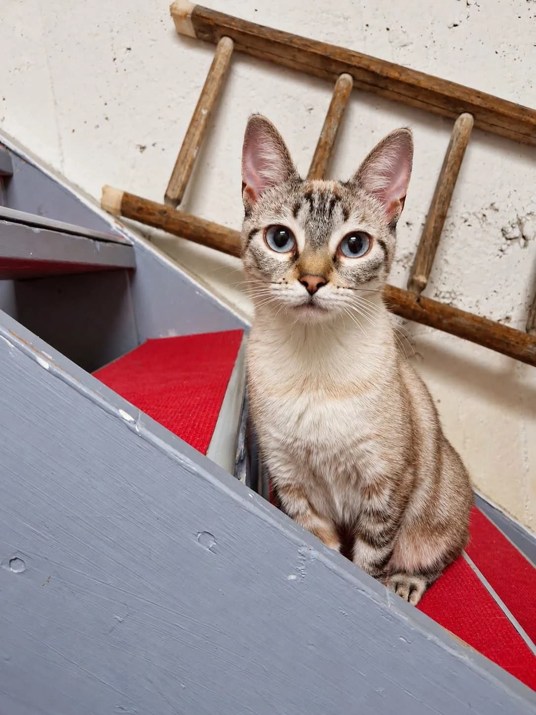 Christie, female young Mixed Breed for adoption at École du Chat de Valence, ecole du chat de valence